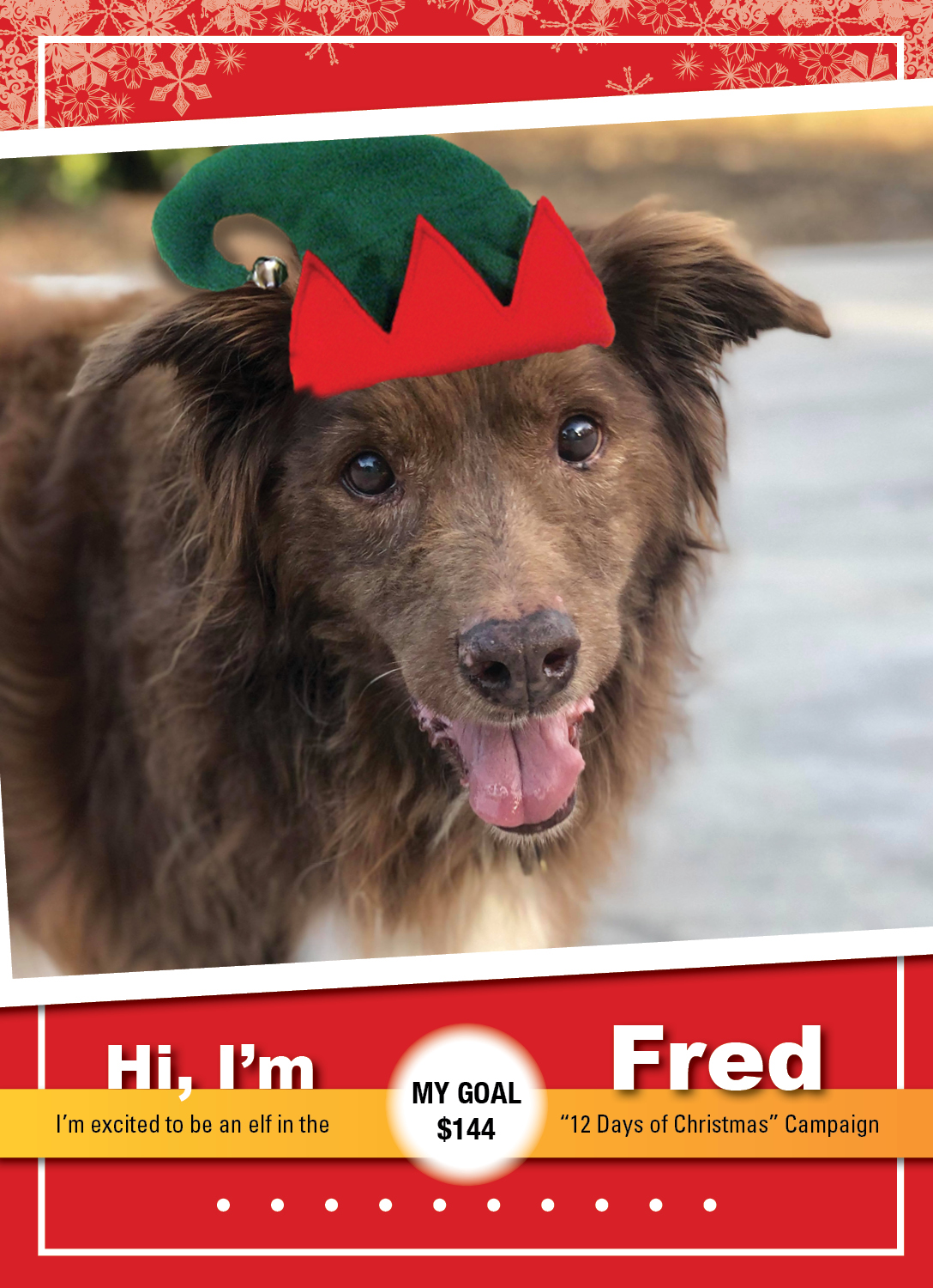 GoldenOpportunities_K9 ELVES 2019_Fred