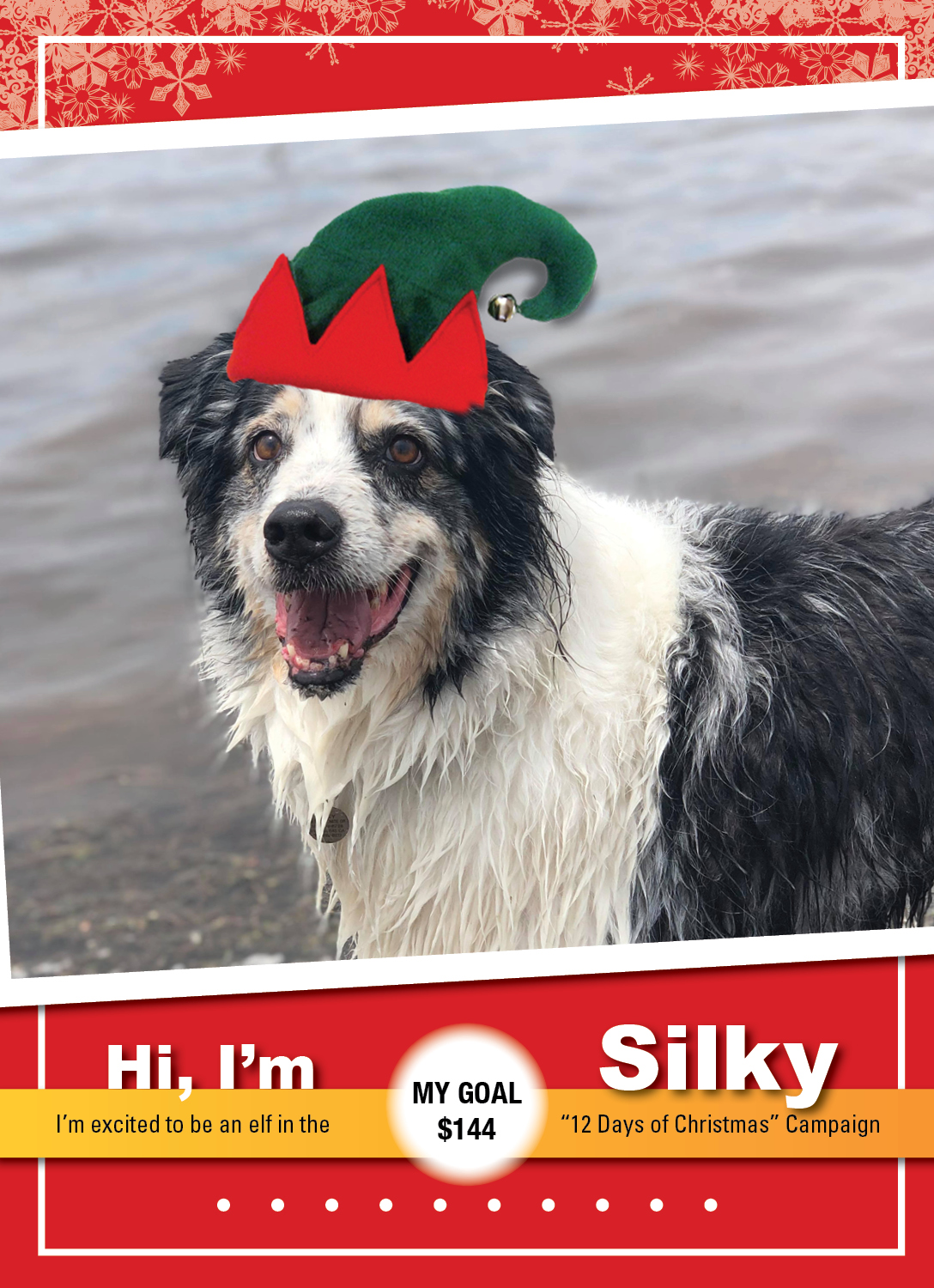 GoldenOpportunities_K9 ELVES 2019_Silky