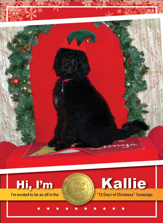 Kallie2_Thumbnail_Complete02